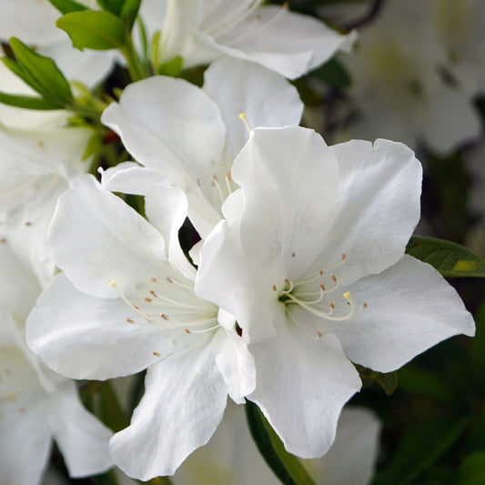Azalea Delaware Valley 3 gal.