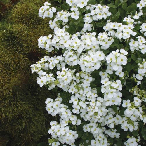 Astilbe Visions White 2gal