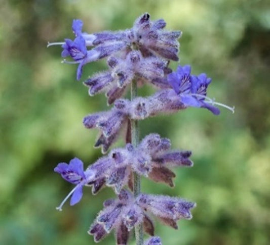 Russian Sage 2 gal.