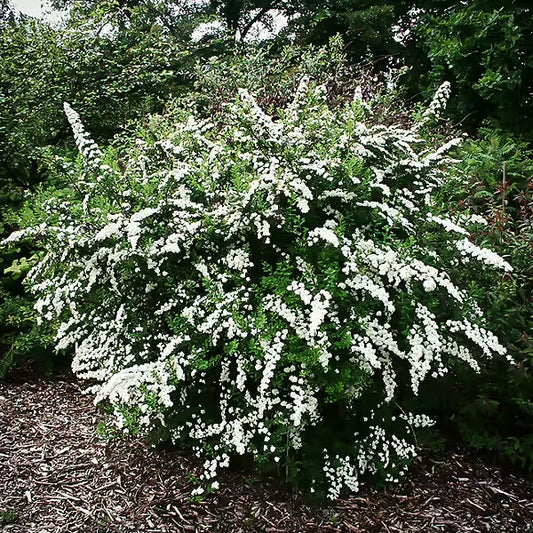Spirea Snowmound (3 Gallon)