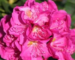 Spring Dawn Rhododendron