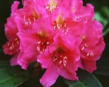 Spring Dawn Rhododendron
