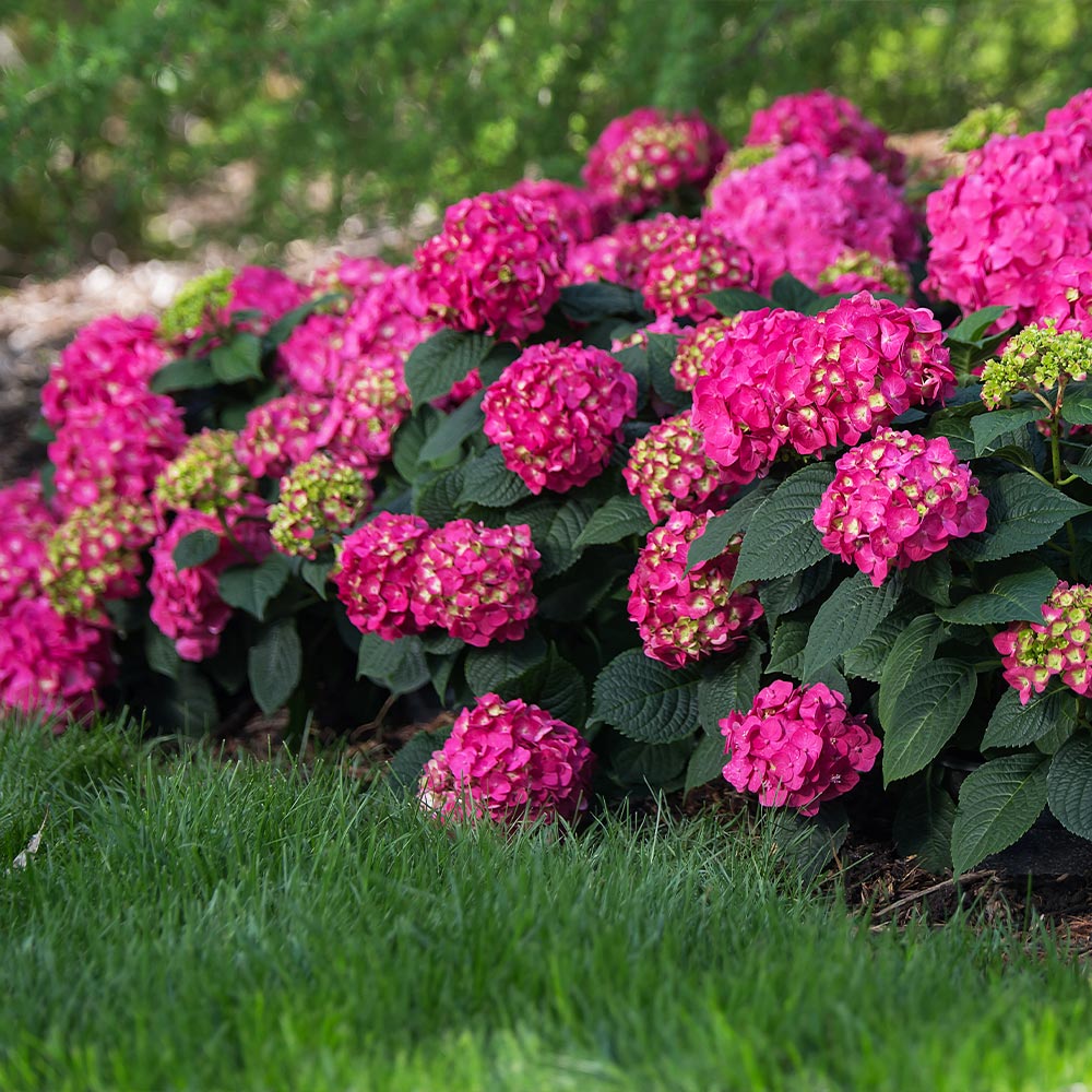 Hydrangea Summer Crush® (3 Gallon)