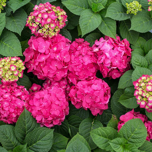 Hydrangea Summer Crush® (3 Gallon)