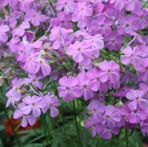 Phlox Flame Pro Cerise 2g