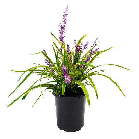 Liriope Variegated 1 gal