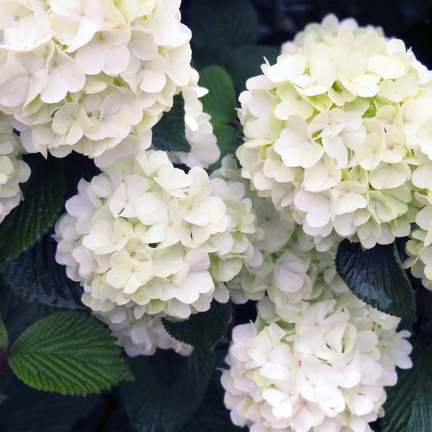 Viburnum Burkwood (3 Gallon)