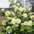 Viburnum Burkwood (3 Gallon)