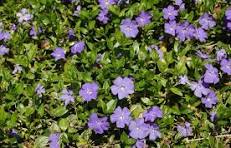 Vinca Minor (Myrtle)