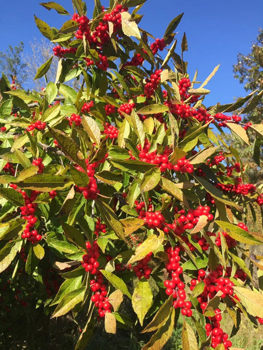 Ilex Winterberry 'Winter Red' (3 Gallon)