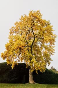 Liriodendron   - Tulip Popular