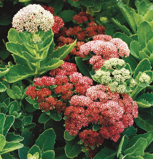 Sedum Autumn Fire 2g