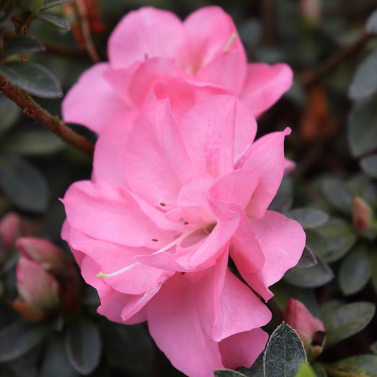 Azalea Perfecto Mundo Dbl Pink 3g