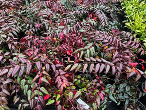 Leucothoe Coast 3 gal