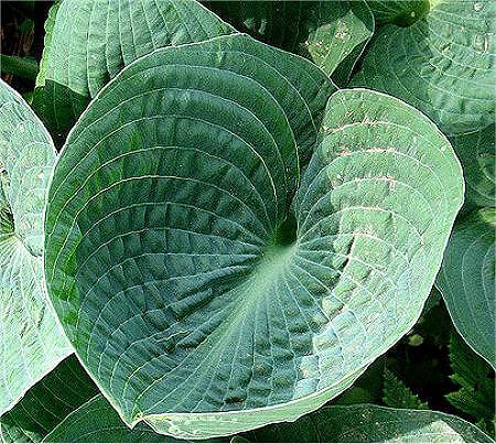 Hosta Big Daddy 2gal