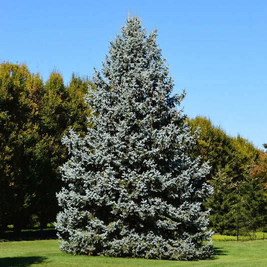 Blue Spruce – Colorado Blue Spruce (Picea pungens)