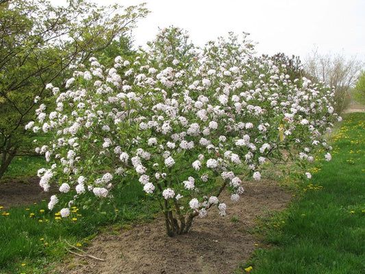 Viburnum Burkwood 7 gal