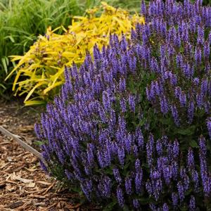 Salvia Blue Hill 2gal