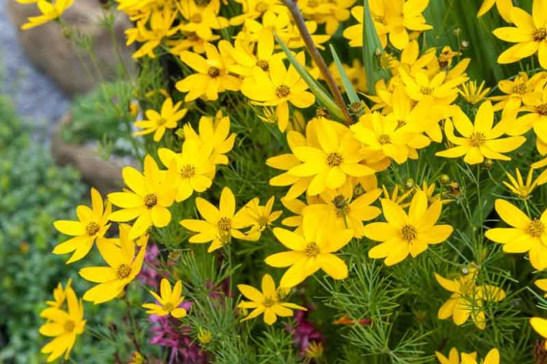 Coreopsis Zagreb 2 gal.