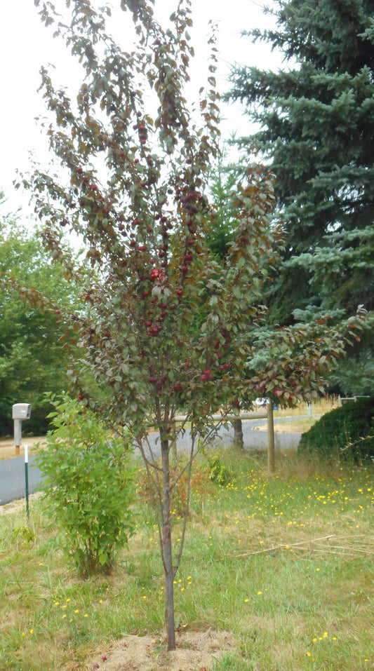 Crimson Pointe Plum