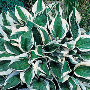 Hosta Patriot 2 gal.