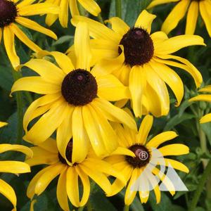 Rudbeckia Black- Eyed Susan 2 gal