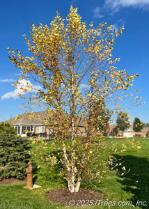 River Birch -8/10ft