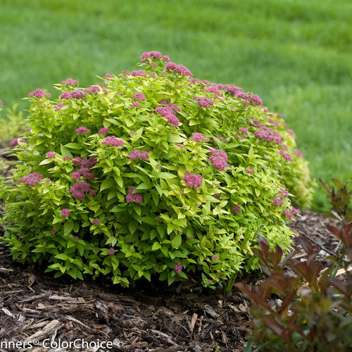Spirea Double Play® Gold (Proven Winners®) – 3 Gallon