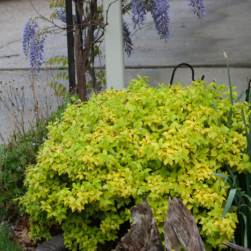 Spirea Double Play® Gold (Proven Winners®) – 3 Gallon