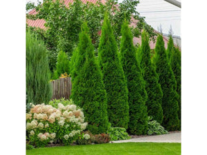 Arborvitae Emerald Green 3gal