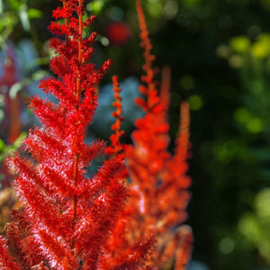 Astilbe Visions Red 2gal