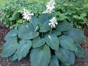 Hosta Blue Angel 2 gal.