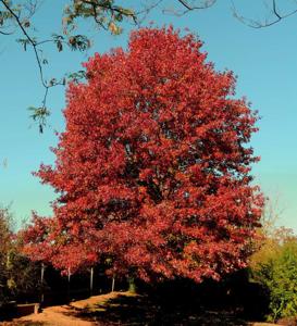 Red Oak - 2/2.5inch