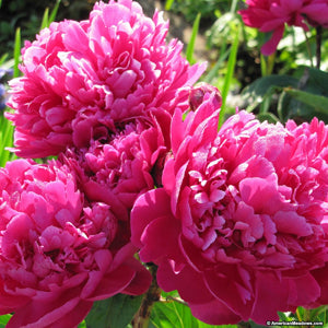 Peony Karl Rosenfield 2g