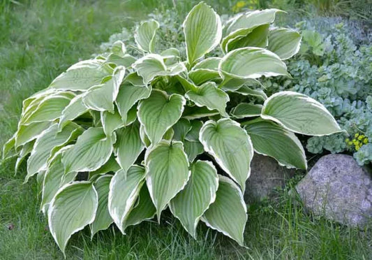 Hosta Francee 2 gal.