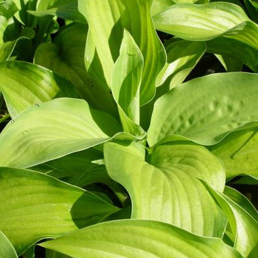 Hosta Guacamole 2g