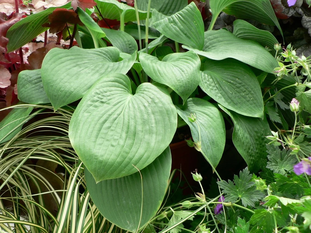 Hosta Elegans 2g
