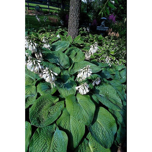 Hosta Elegans 2g