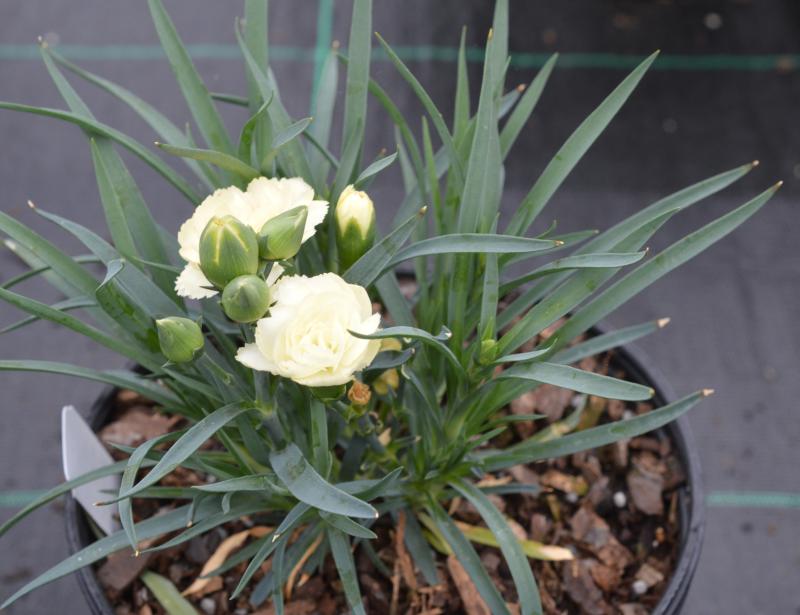 Dianthus Sunflor 2g