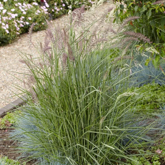 Pennisetum Karley Rose 3 gal.