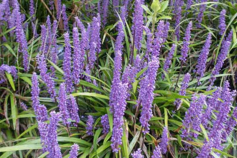Liriope Big Blue 1 gal