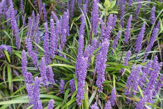 Liriope Big Blue 1 gal
