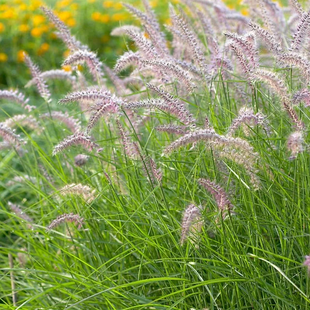 Pennisetum Karley Rose 3 gal.