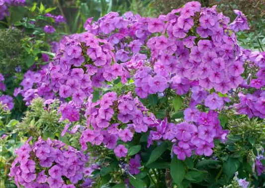 Phlox Flame Purple 2g