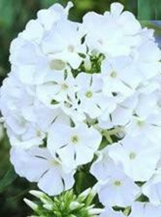 Phlox Flame White 2g