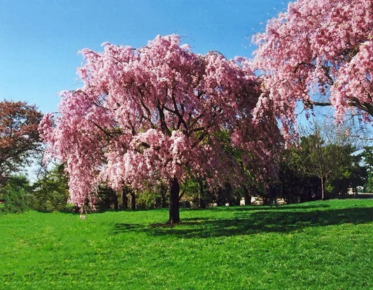 Weeping Cherry Tree 1"