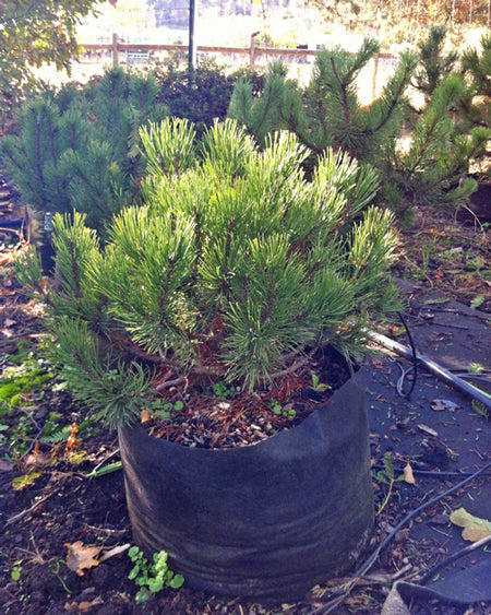 Pinus Mugo 3 gal.