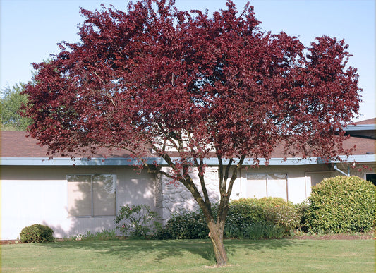 Thunder Cloud Plum - 2 inch