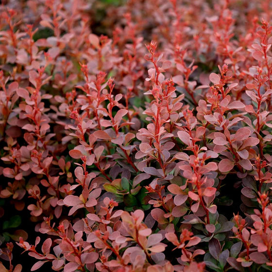 Barberry Royal Burgundy