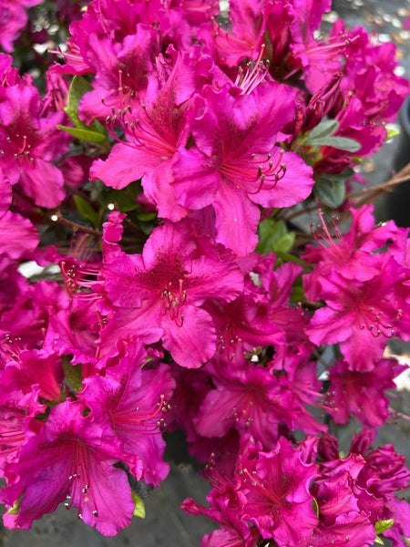 Azalea Fuchsia 3 Gal